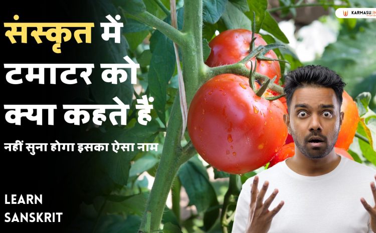  संस्कृत में टमाटर को क्या कहते हैं :नहीं सुना होगा इसका ऐसा नाम Tomato in sanskrit