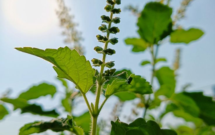  Sapne Me Tulsi Dekhna:सपने में तुलसी देखना बदलेगी किस्मत