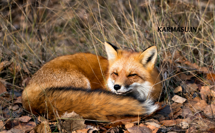  Fox Dream Meaning: सपने में देखी है भागती हुई लोमड़ी, तो जानें इसका आपके जीवन पर क्या पड़ेगा असर