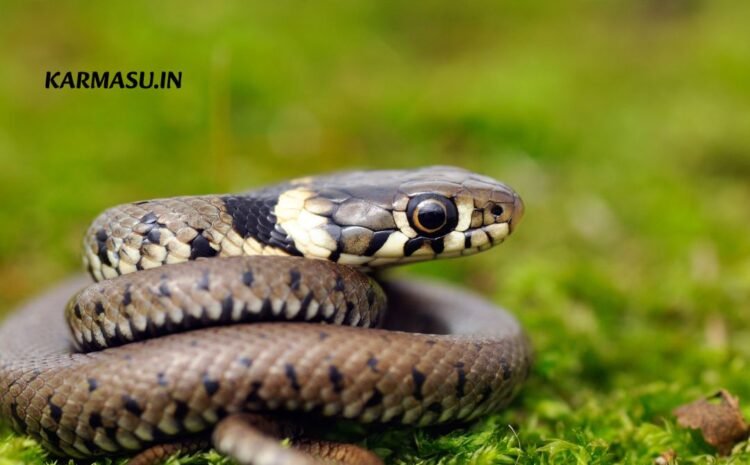  Sapne Mai Saap Dekhna:अगर सपने में देखा है (Snake) सांप, तो समझिए कि जीवन में आने वाली हैं खुशियां