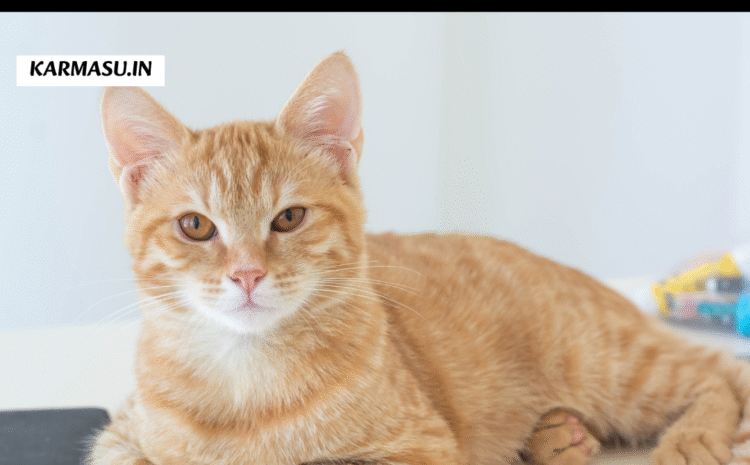  Cat in dream: सपने में बिल्ली और कुत्ता देखने का क्या होता है मतलब? आने वाले जीवन के बारे में देते हैं संकेत 