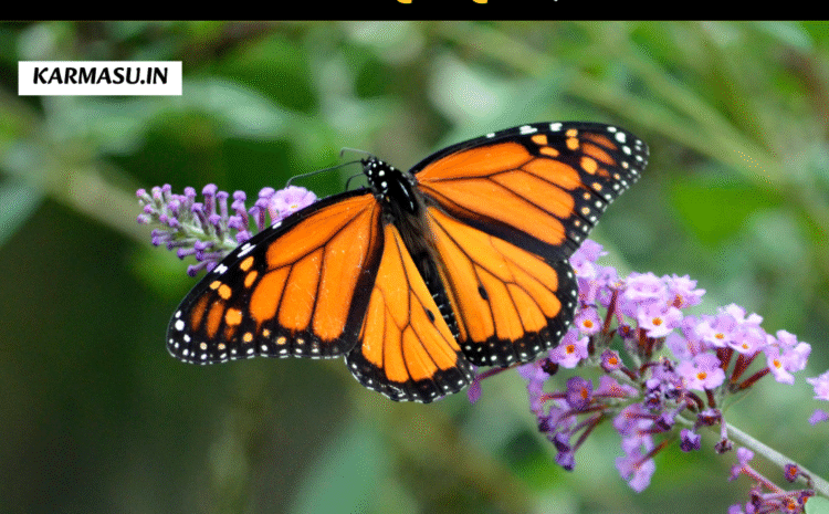  Butterfly in Dream:सपने में तितली देखना होता है शुभ या अशुभ, जानिये क्या कहता है स्वप्न शास्त्र