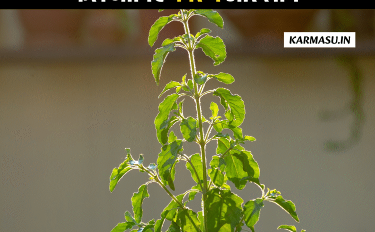  Tulsi Puja on Ekadashi:एकादशी व्रत और तुलसी पूजन का अद्भुत फल – जानिए कारण और लाभ