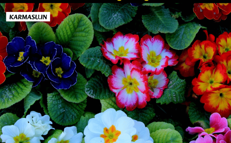  Flowers In Dreams: सपने में किस फूल को देखने से क्या मिलेगा फल,क्या होगा शुभ अशुभ संकेत…