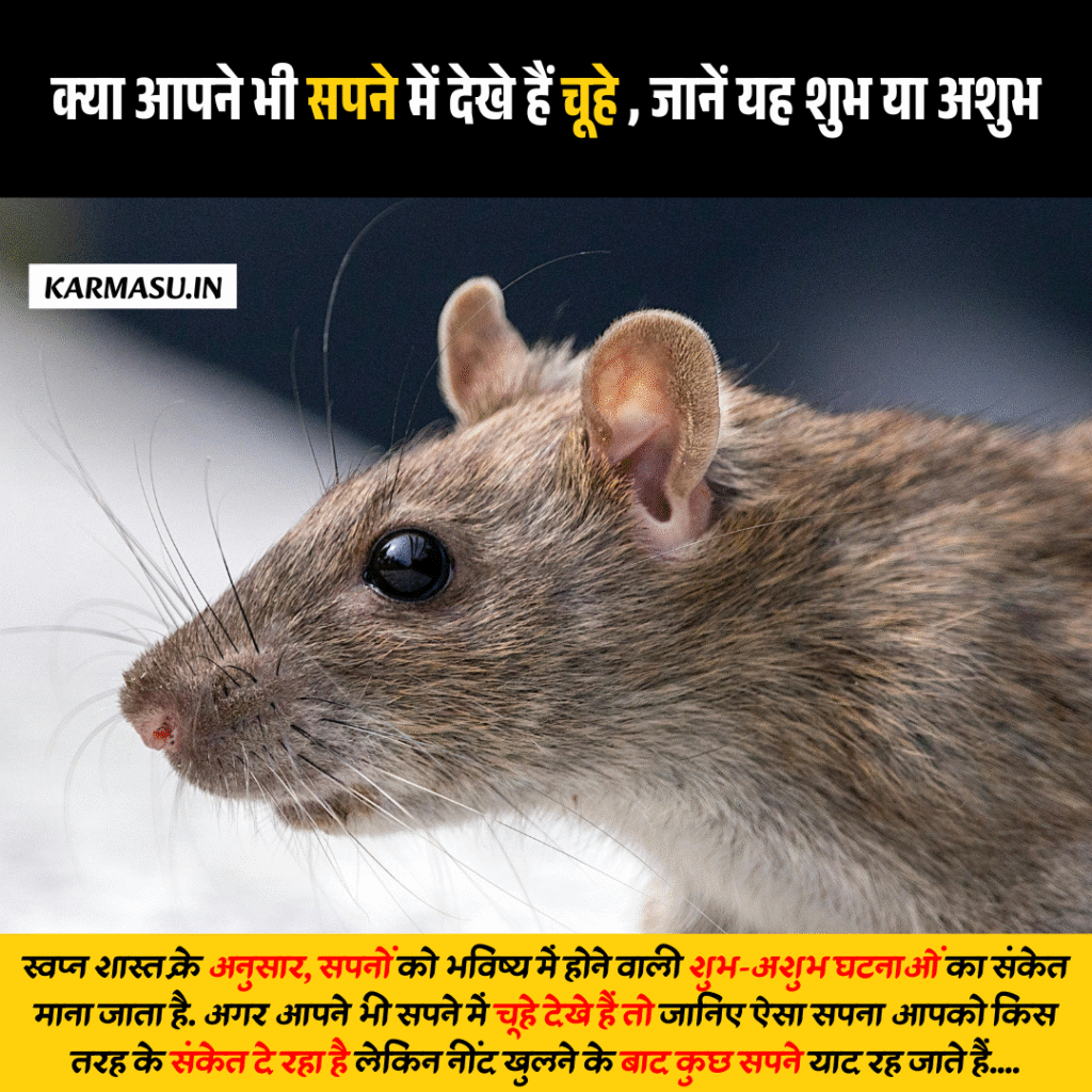 Rat in Dream