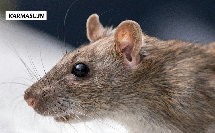  Rat in Dream: क्या आपने भी सपने में देखे हैं चूहे , जानें यह शुभ या अशुभ